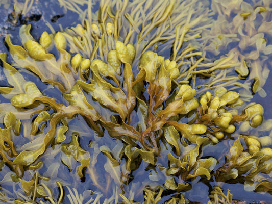 Fucus Vesiculosus: El Secreto del Océano para la Salud y el Bienestar